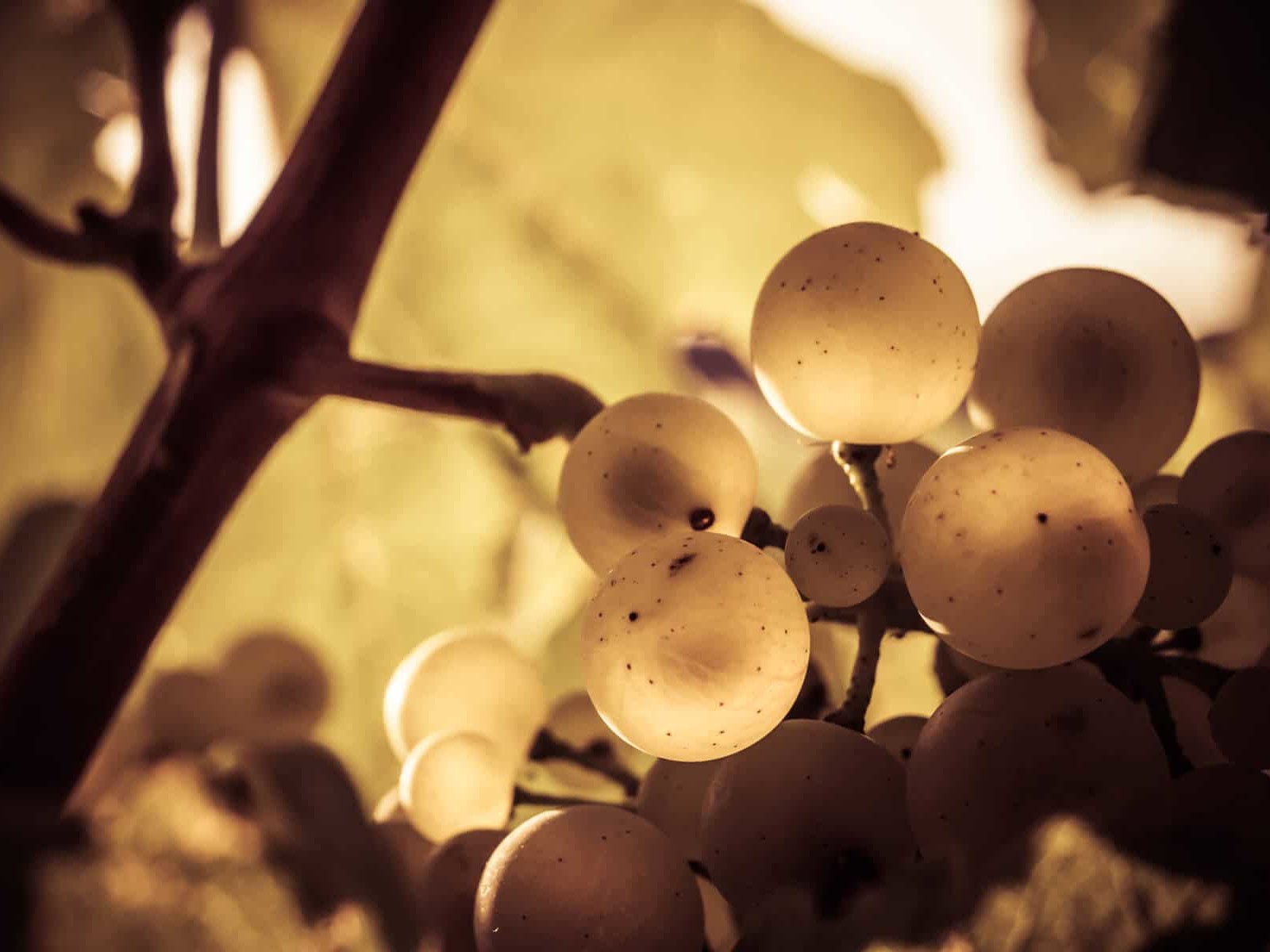 Grappes de raisins blancs dans une vigne