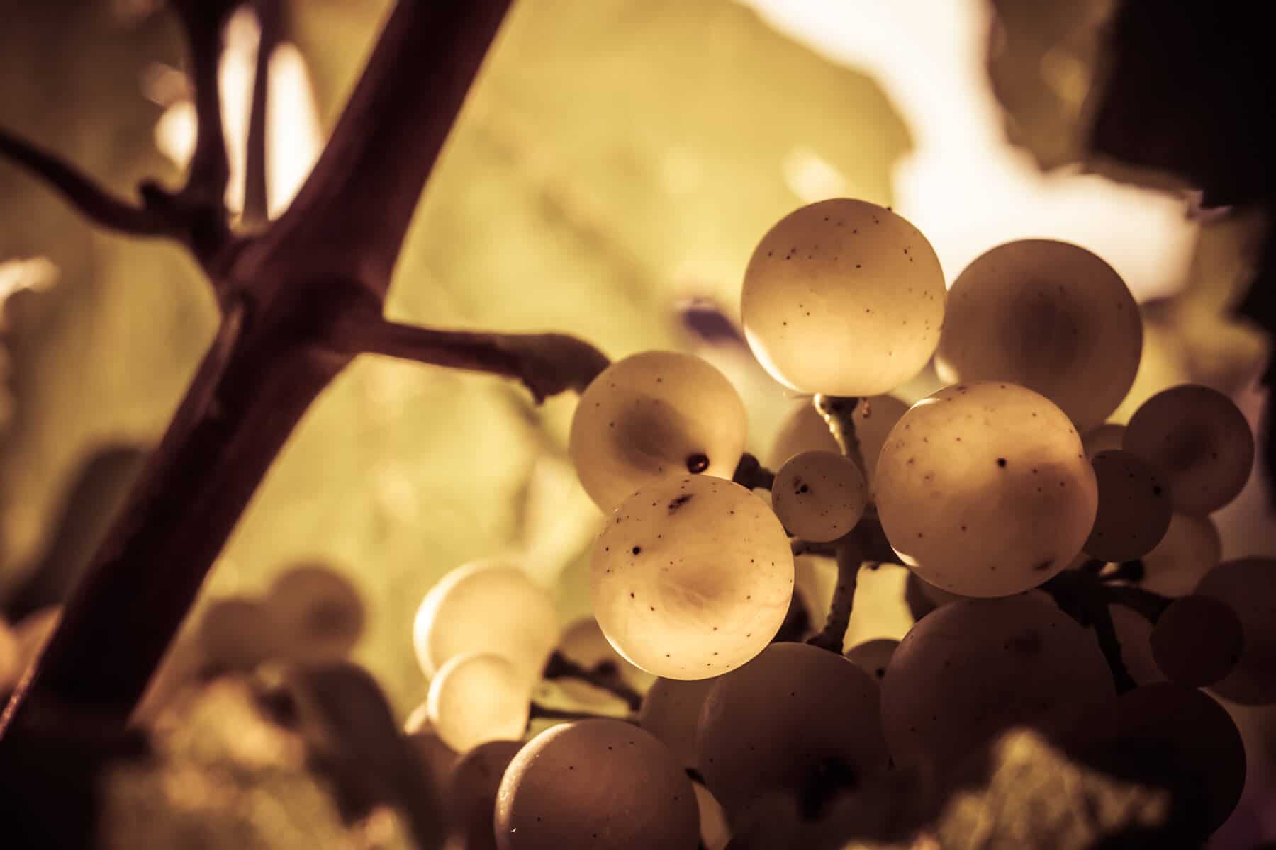 Grappes de raisins blancs dans une vigne