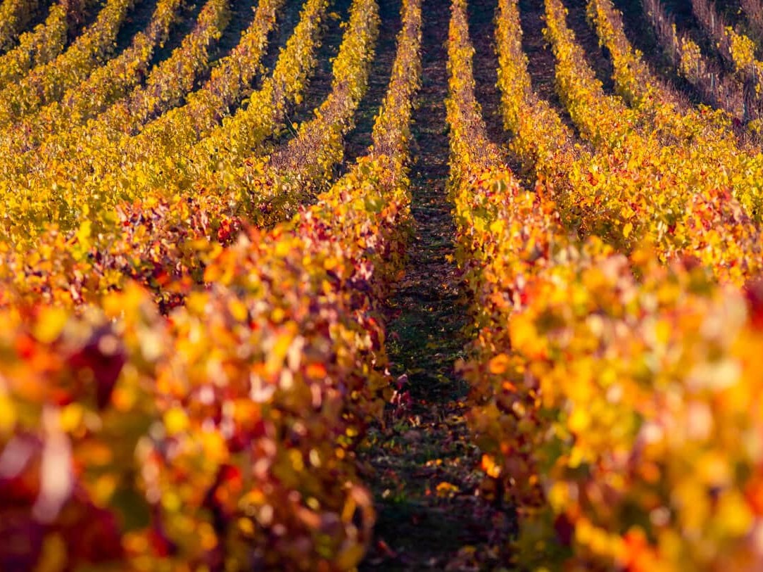 Rangs de vignes orangées en automne en Bourgogne