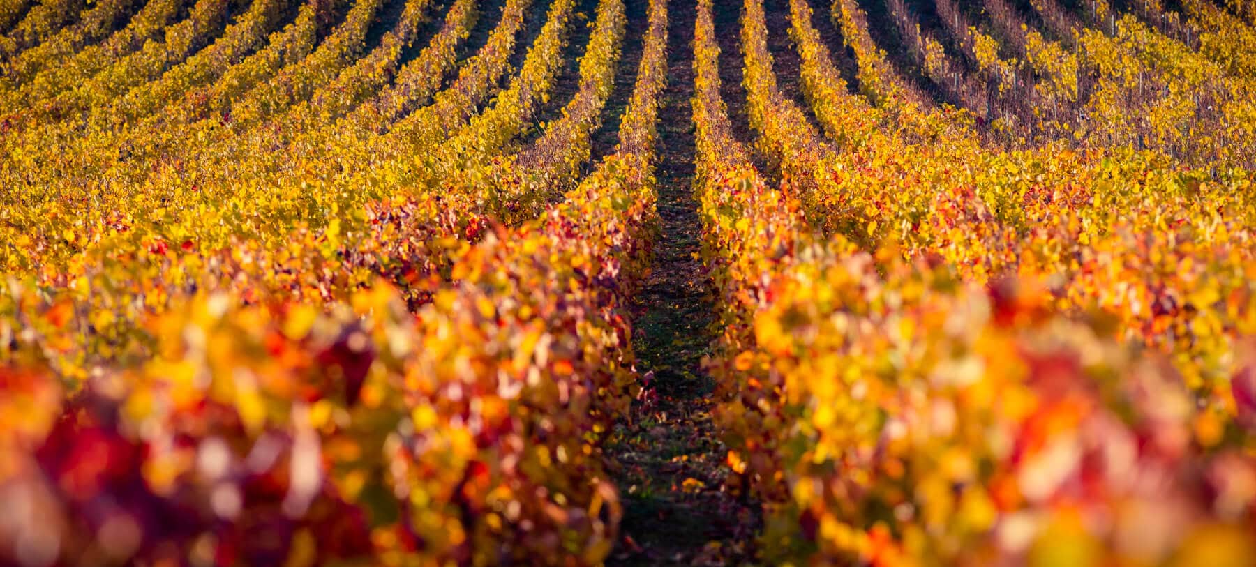 Rangs de vignes orangées en automne en Bourgogne