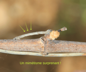 un mange-bourgeon ou boarmie en train de manger un bourgeon