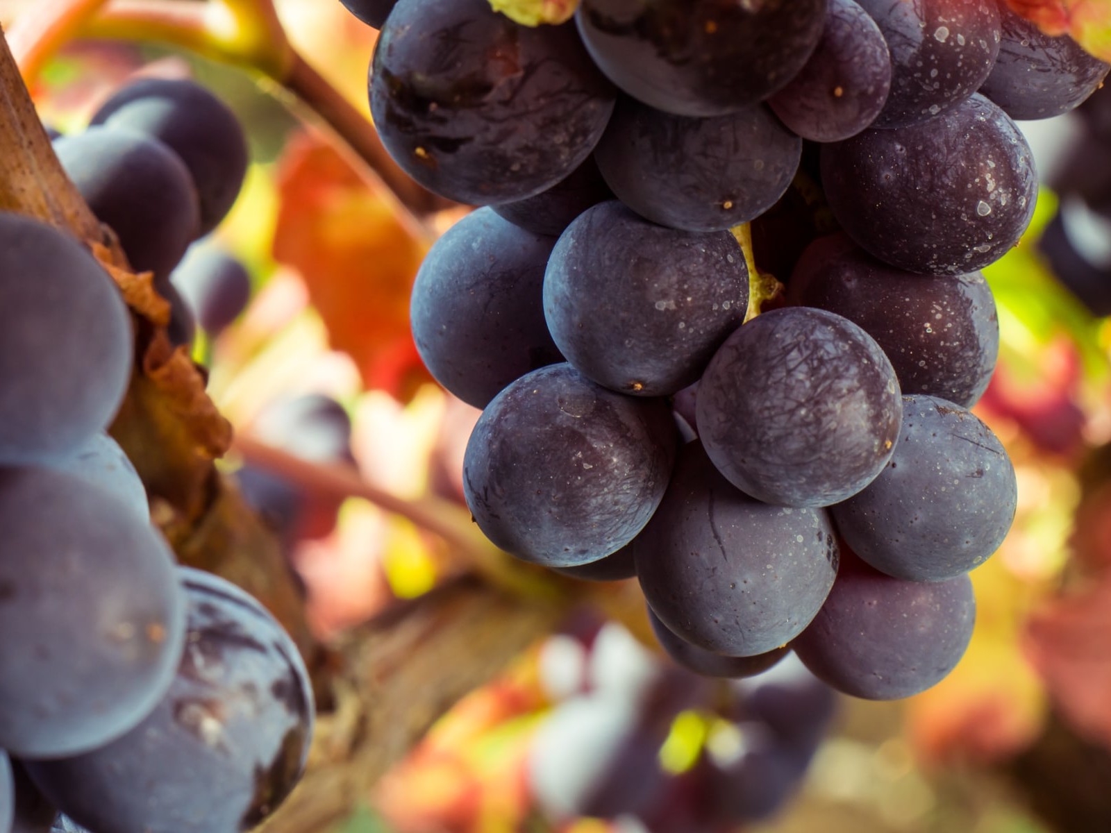 Grappe de pinot noir en Bourgogne