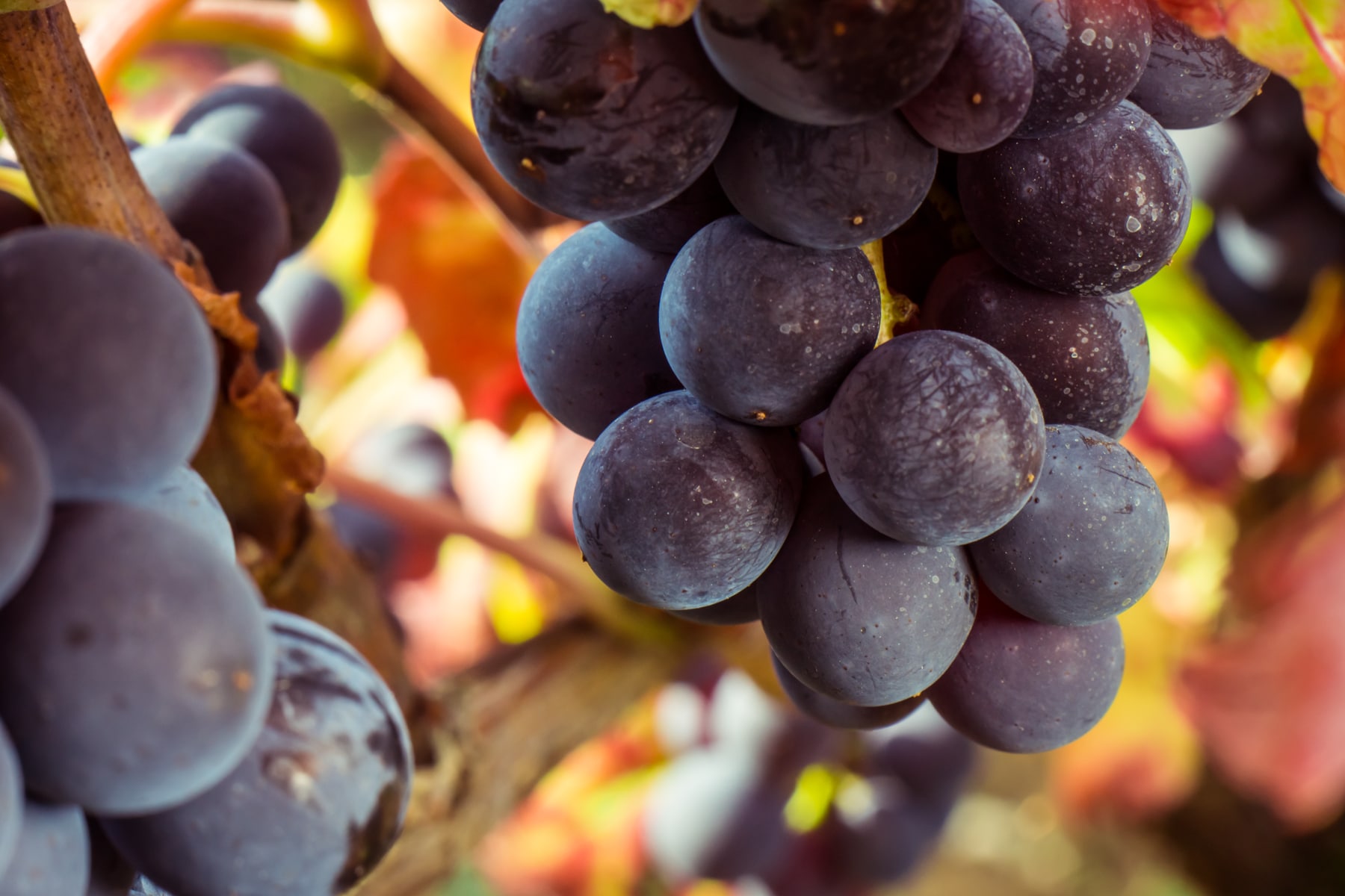 Grappe de pinot noir en Bourgogne