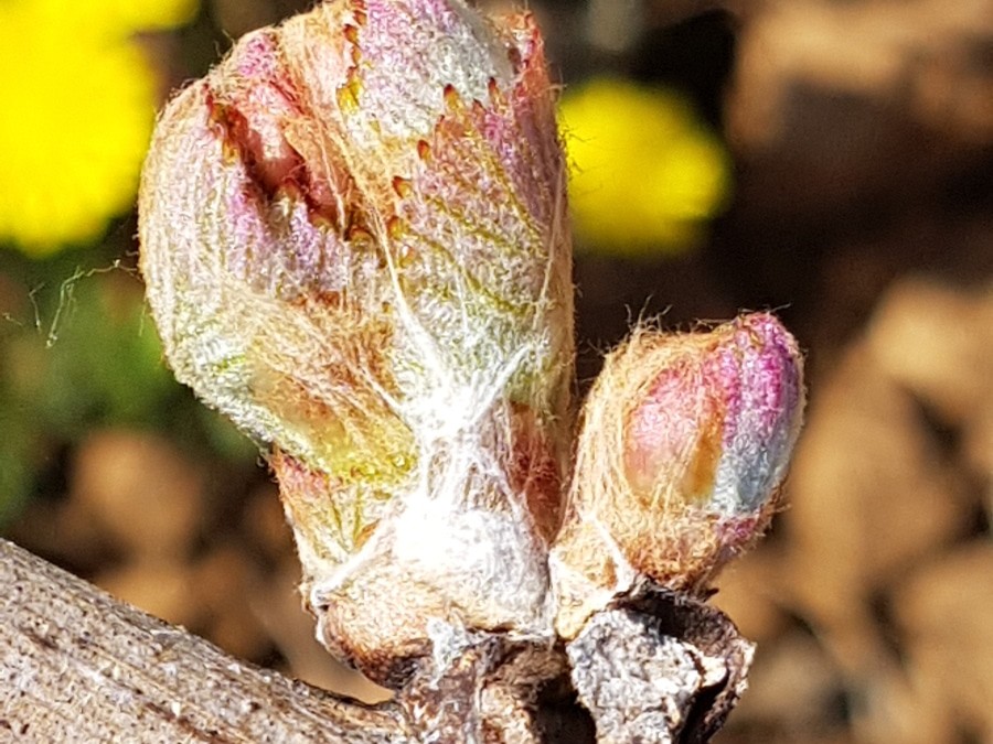 Bourgeon de chardonnay bourgogne