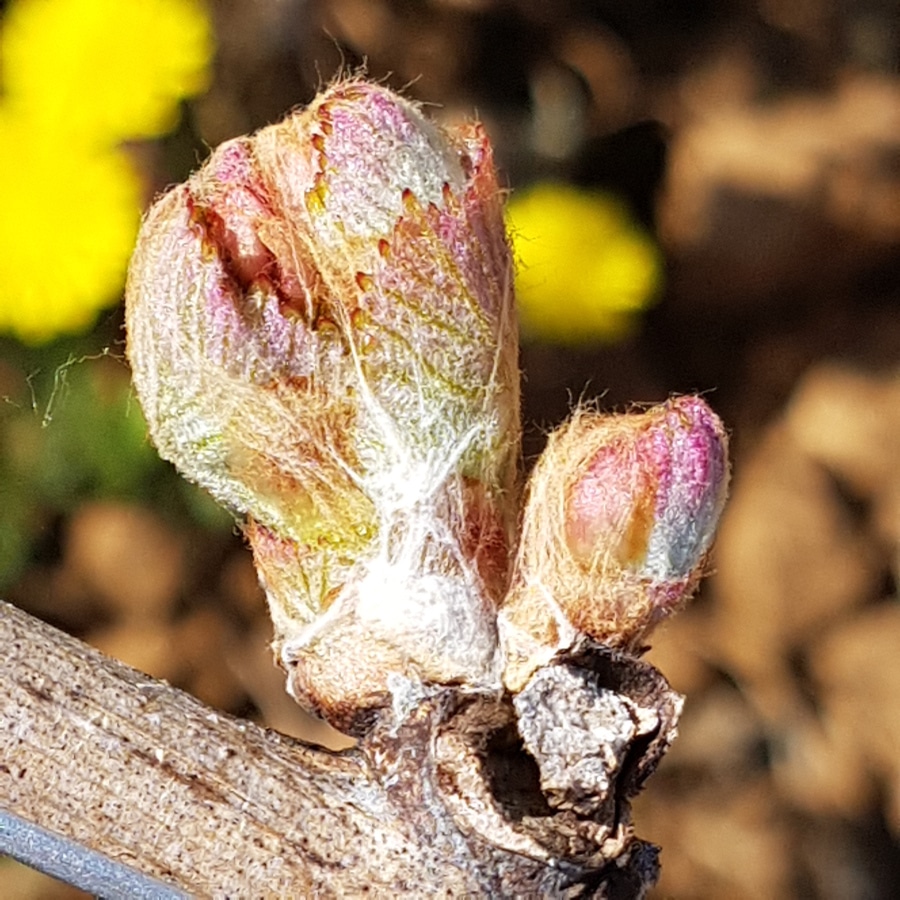 Bourgeon de chardonnay bourgogne